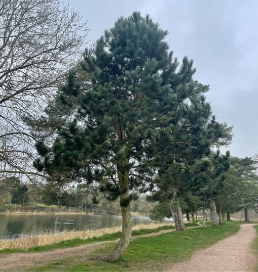 This is a photo of a Tree in ABC that has recently had crown reduction carried out. Works were undertaken by Canterbury Tree Surgeons