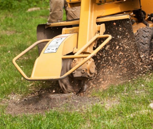 This is a photo of stump grinding being carried out in Canterbury. All works are being undertaken by Canterbury Tree Surgeons