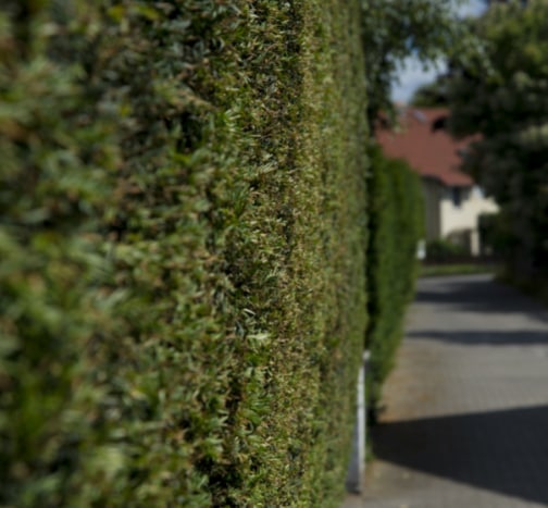 This is a photo of a hedge that has just been cut in Canterbury. All works are being undertaken by Canterbury Tree Surgeons