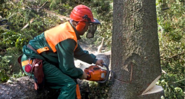 This is a photo of a tree being cut down in Canterbury. All works are being undertaken by Canterbury Tree Surgeons