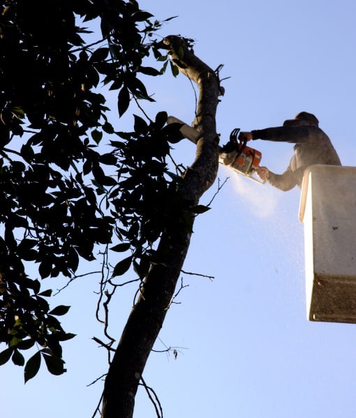 This is a photo of tree crown reduction being carried out. Operative is carrying this out using a cherry picker. All works are being undertaken by Canterbury Tree Surgeons