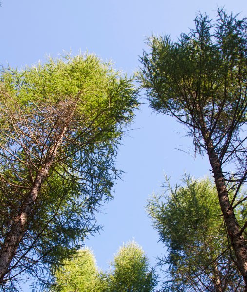 This is a photo of over grown trees needing crown reduction in Canterbury.