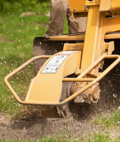 This is a photo of stump grinding being carried out in Canterbury. All works are being undertaken by Canterbury Tree Surgeons